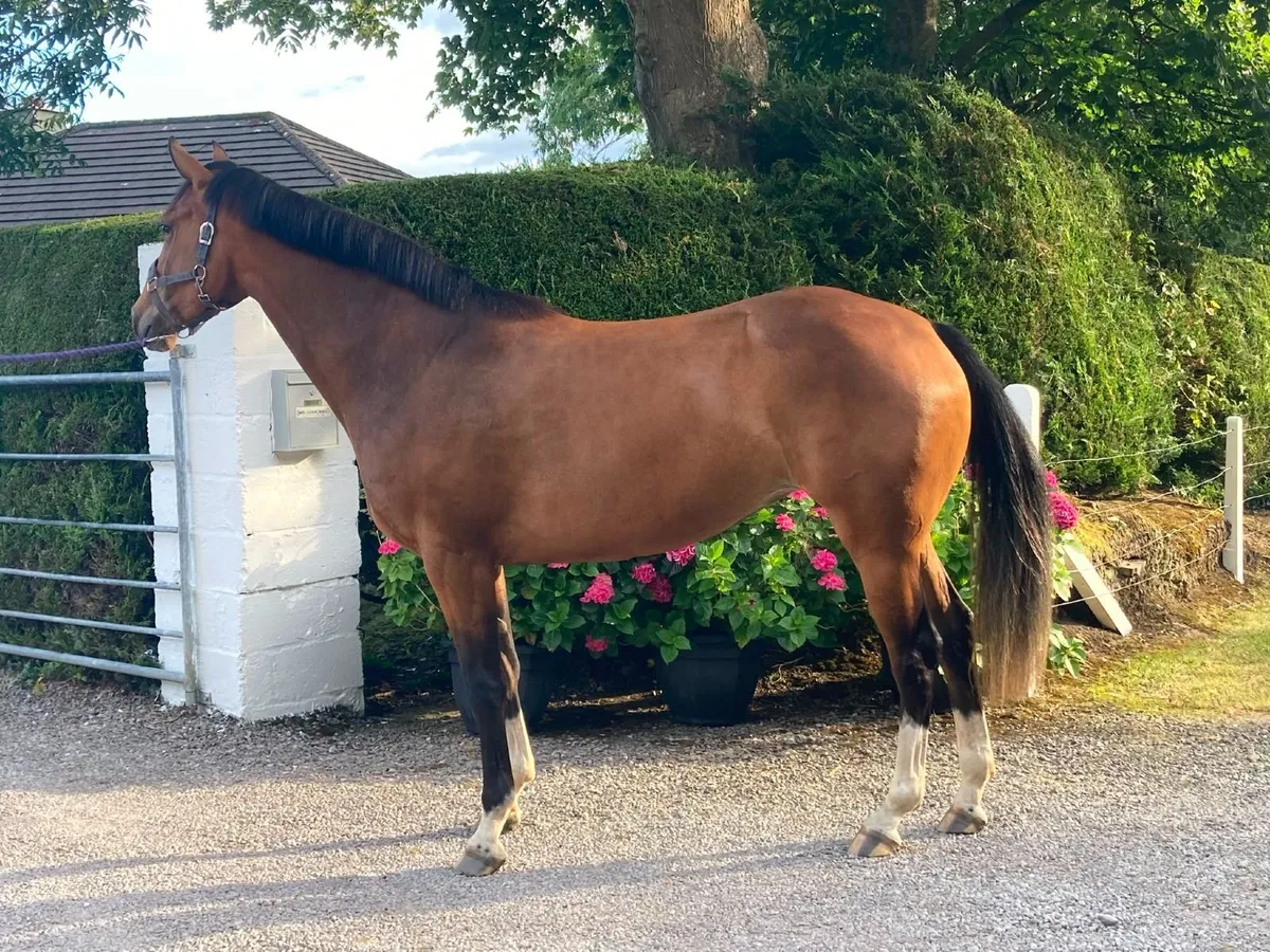 3 year old filly - Image 1