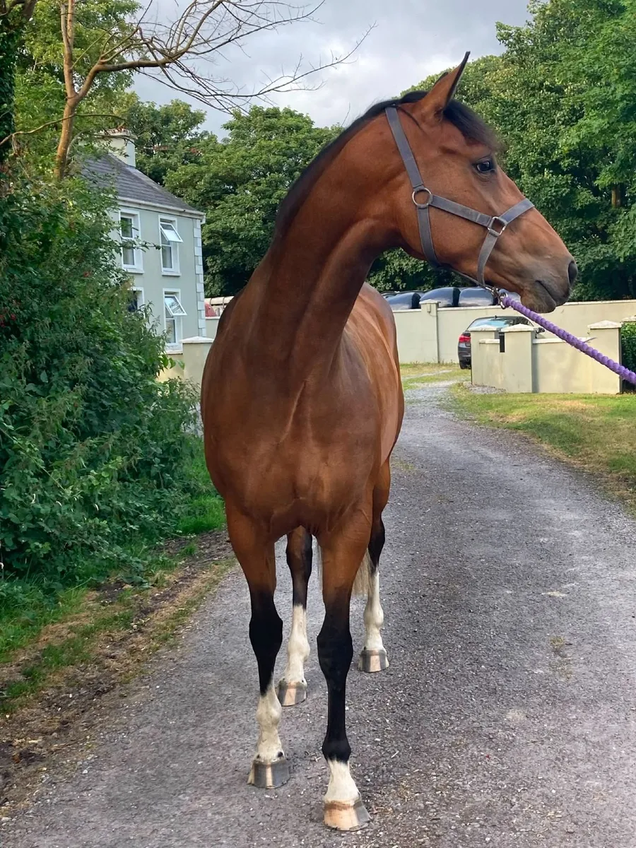 3 year old filly - Image 3