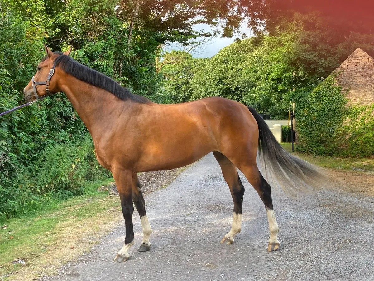 3 year old filly - Image 4