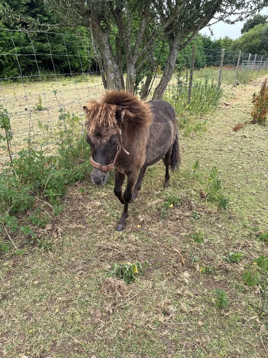 2 Miniature Falabella Horses / American Miniature - Image 4