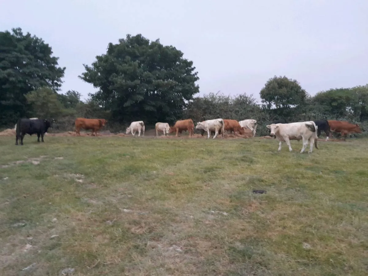 Organic Farm Walk 13th August 11am - Image 1