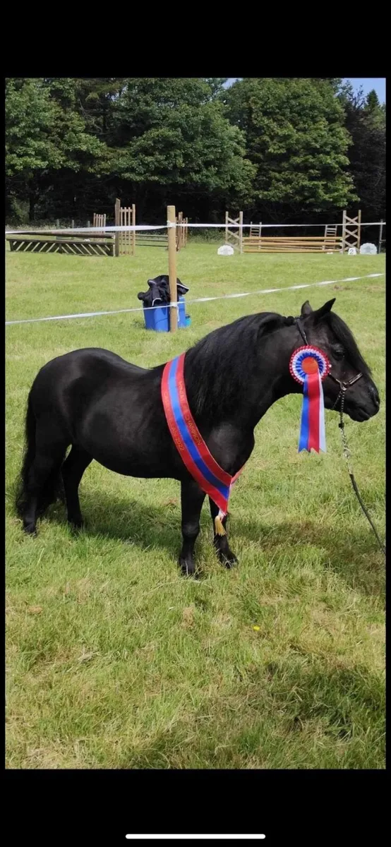 American Miniature Stallion 2 Falabella Miniatures - Image 1