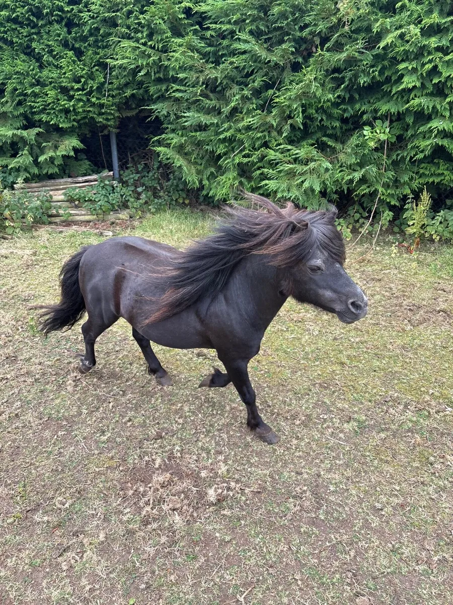 American Miniature Stallion 2 Falabella Miniatures - Image 3
