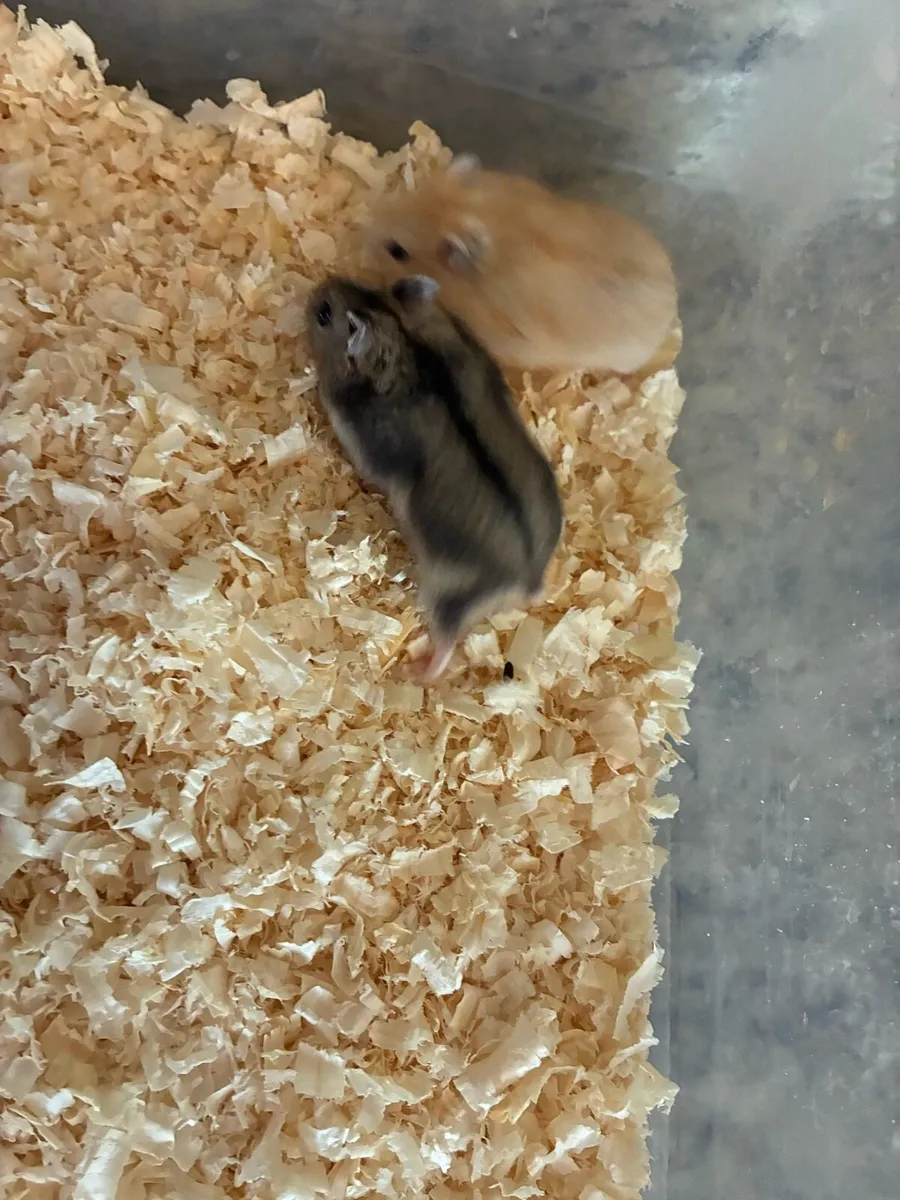 hamsters - Image 2