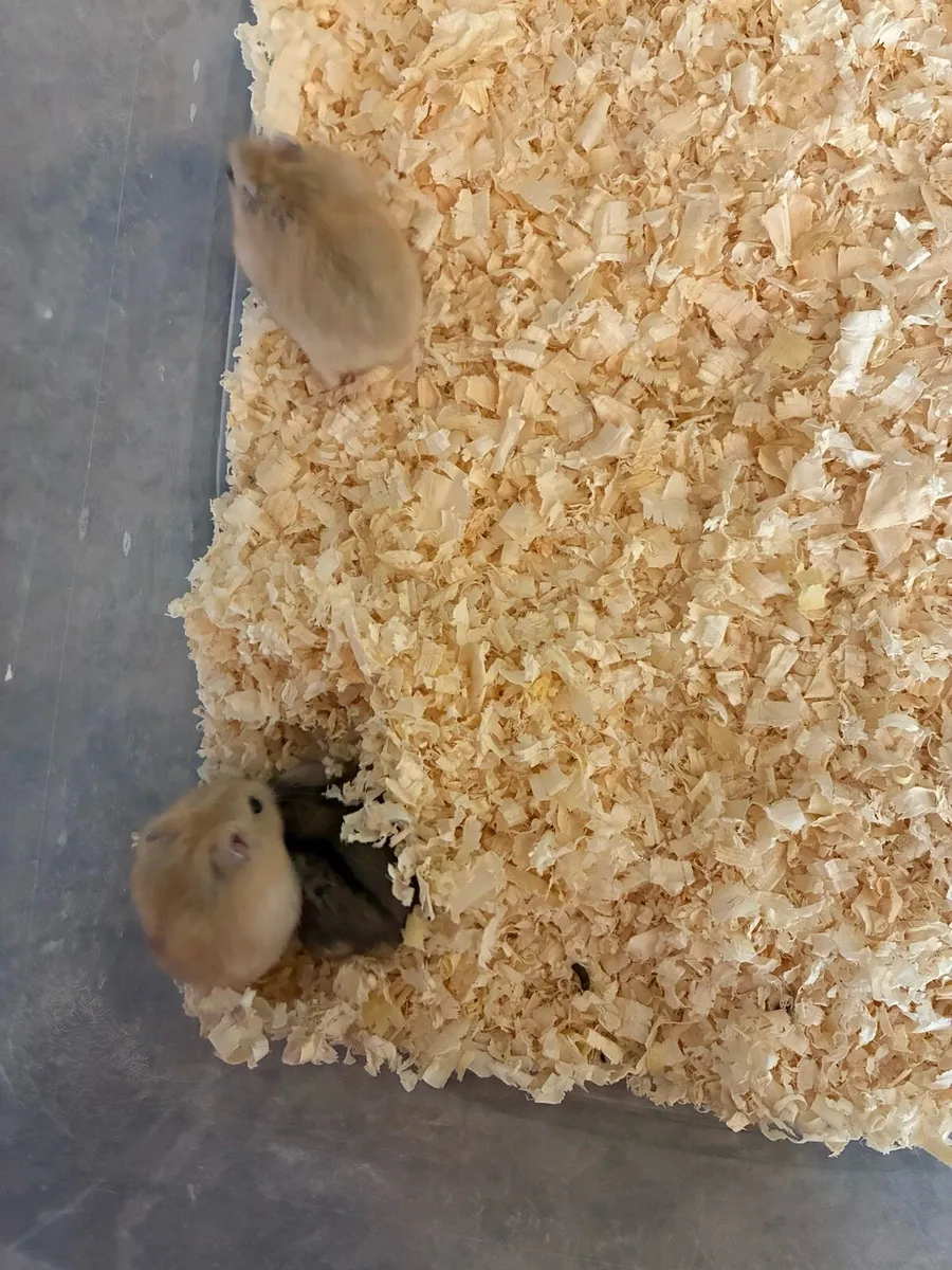 hamsters - Image 3