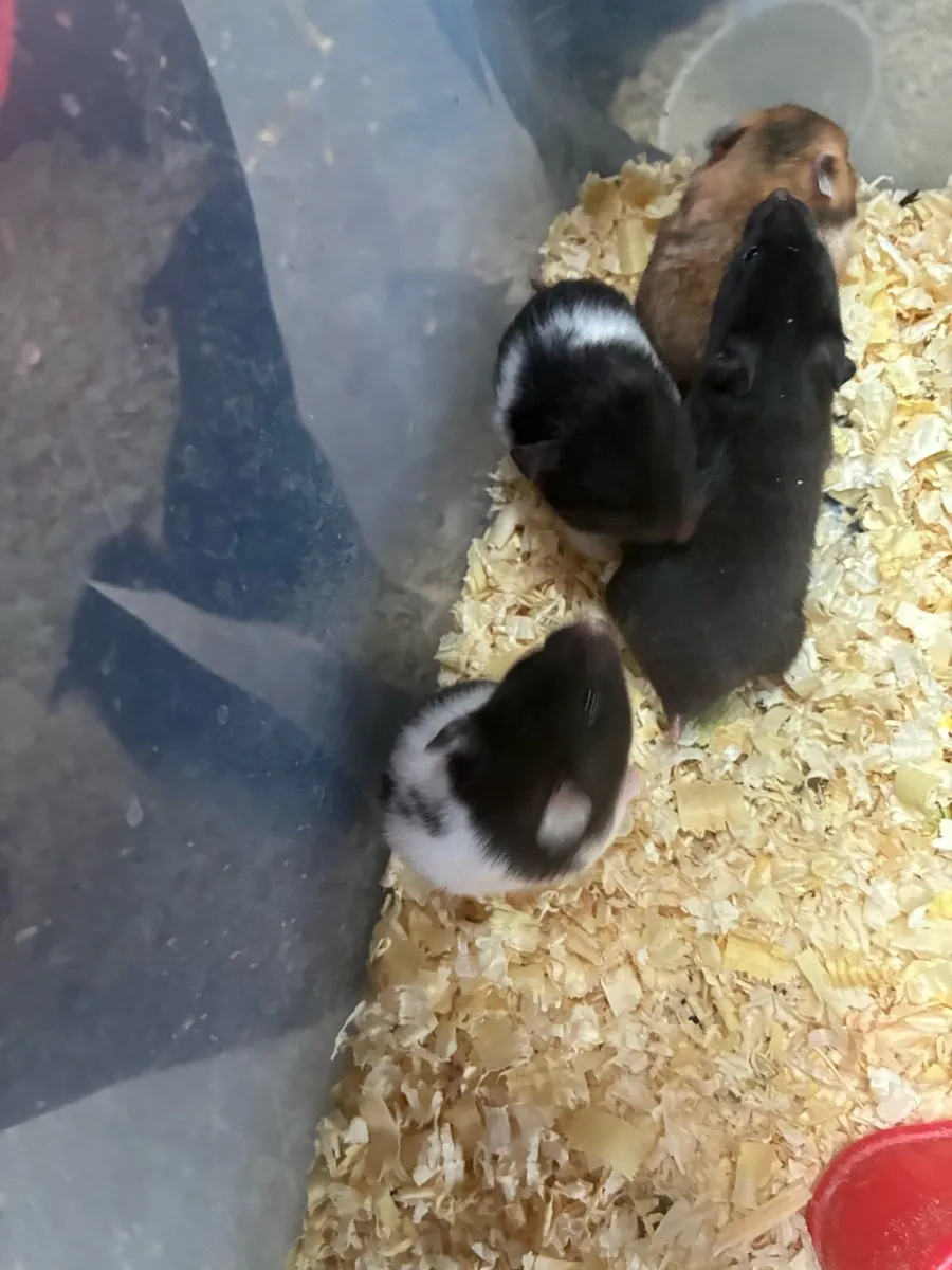 hamsters - Image 4