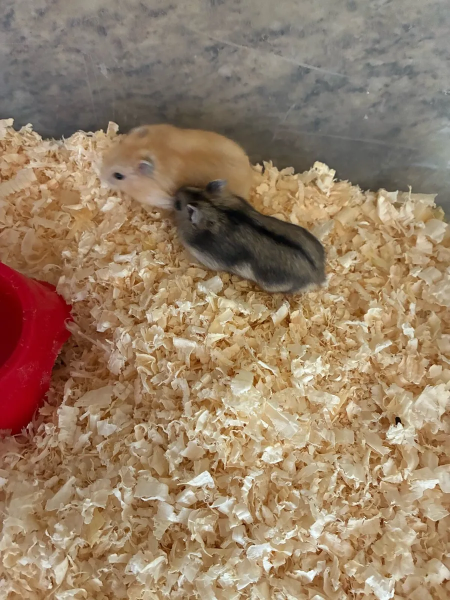 hamsters - Image 1