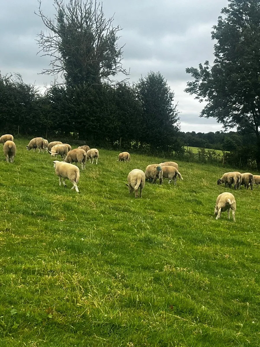 Store lambs - Image 2