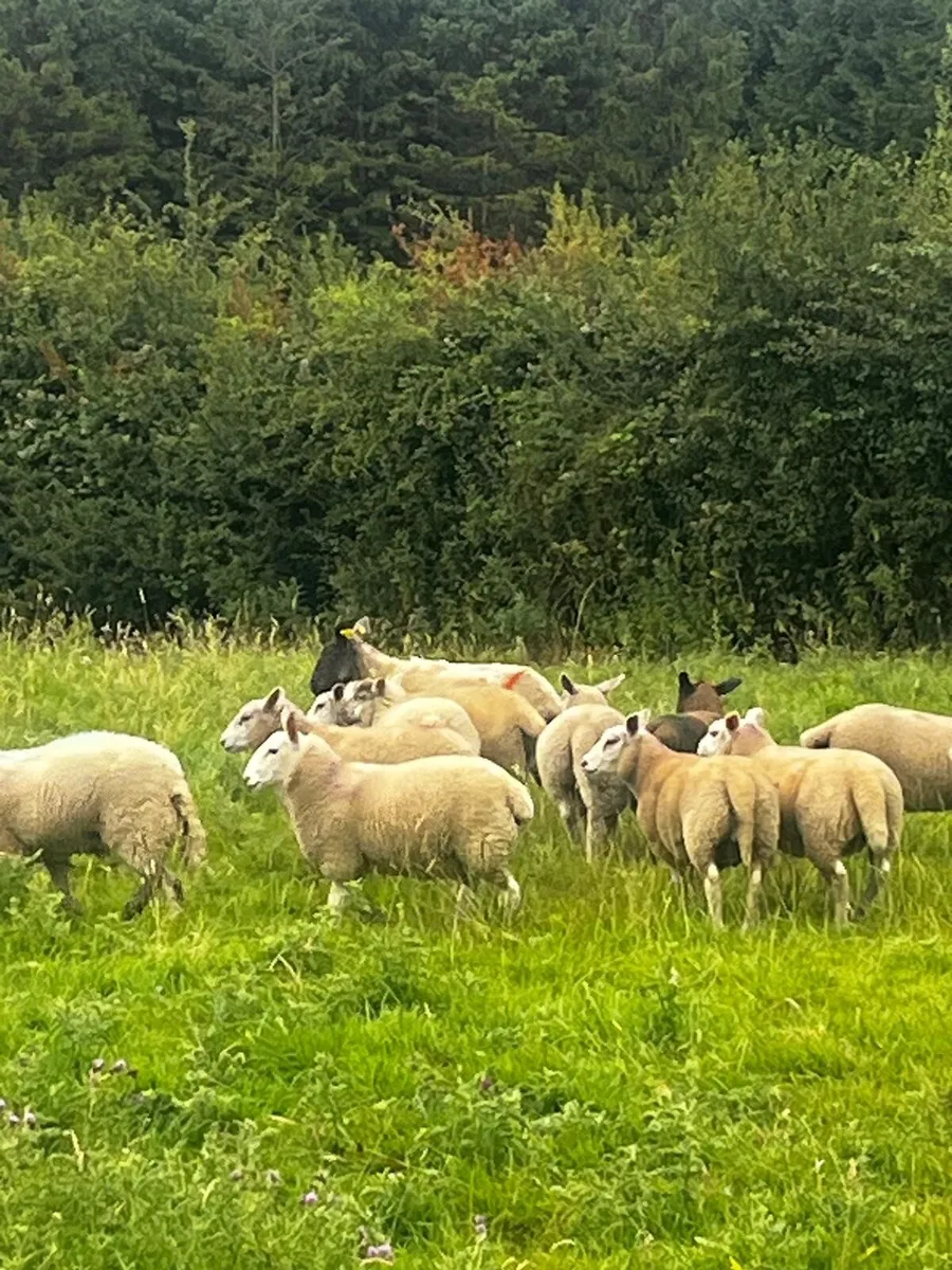 Store lambs - Image 1