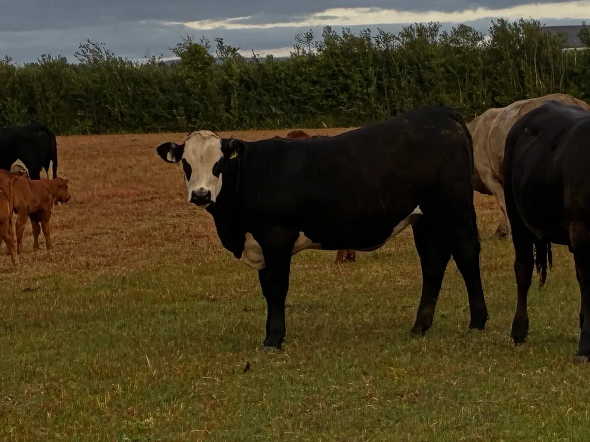 Organic heifers - Image 1