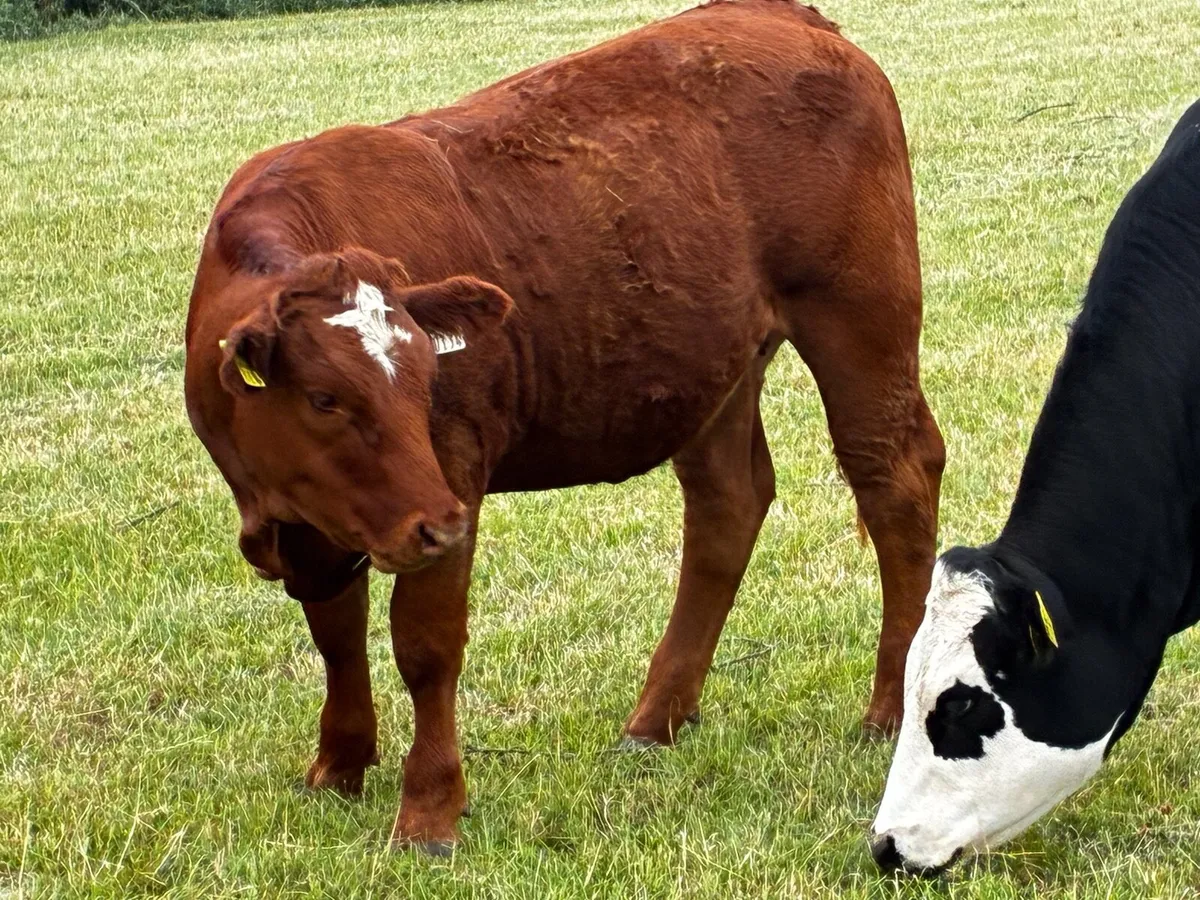 Organic heifers - Image 2