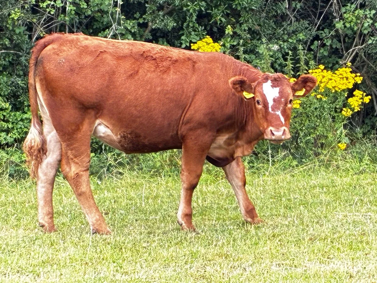 Organic heifers - Image 3