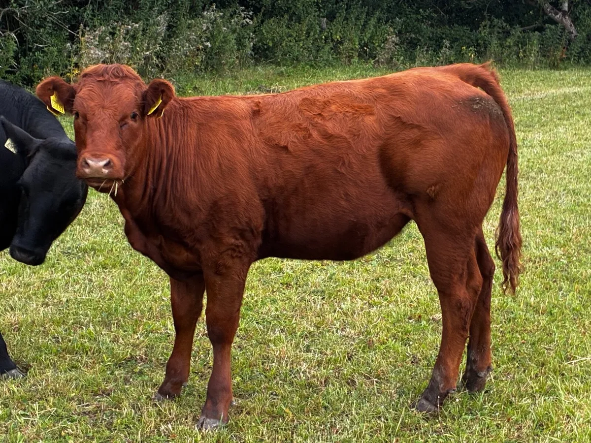 Organic heifers - Image 4