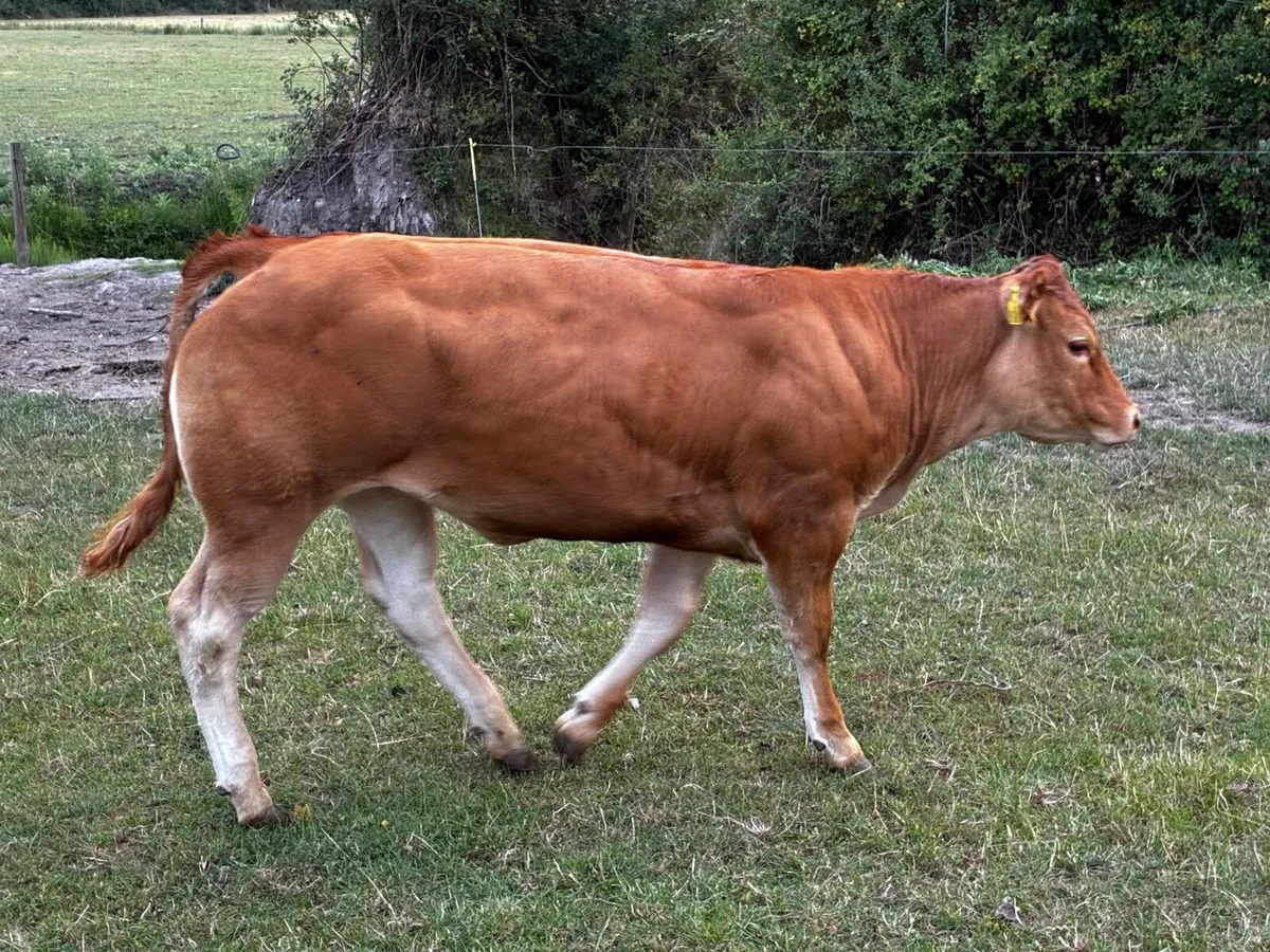 Organic heifers- - Image 3