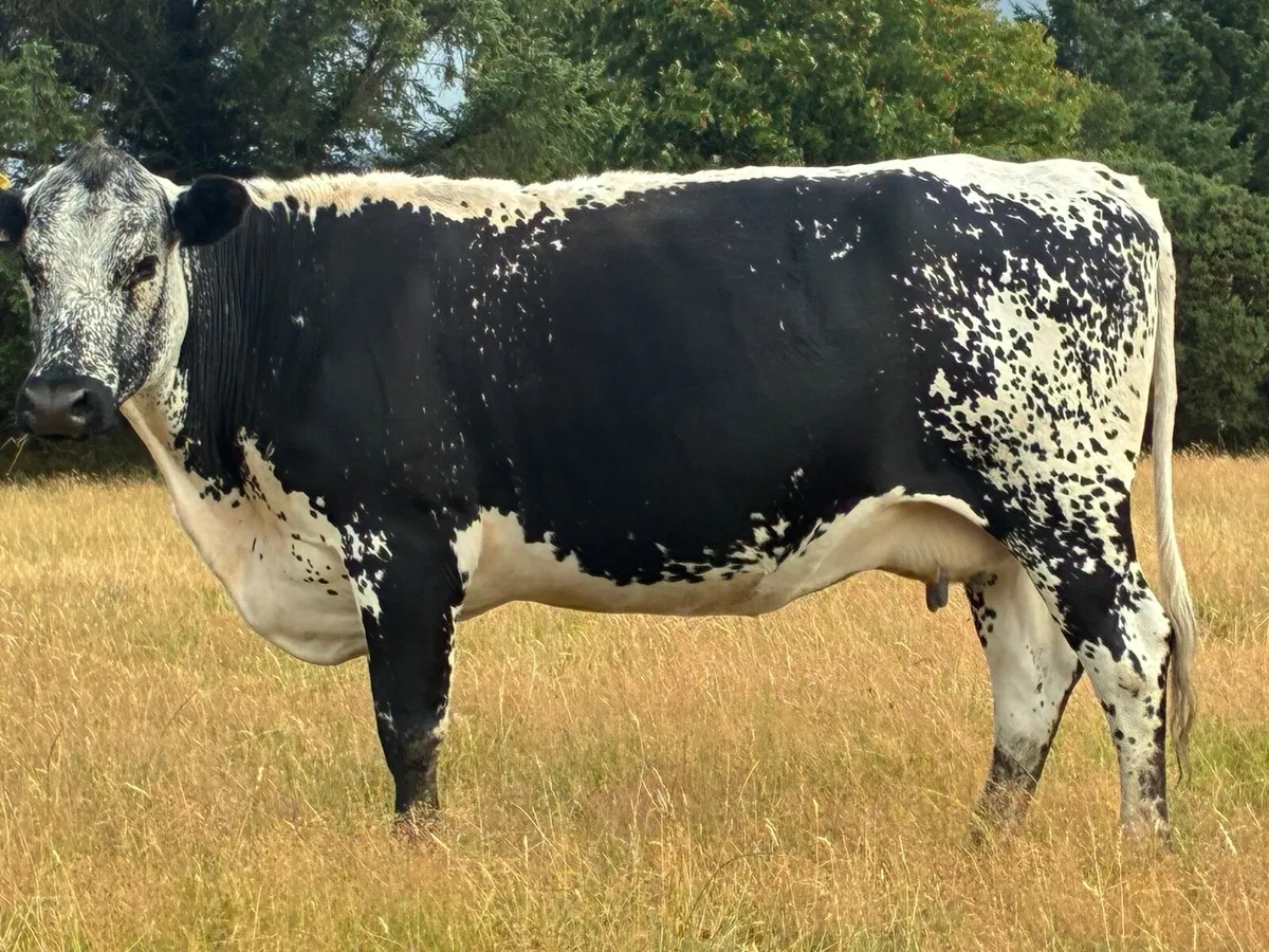 Speckle park incalf cow - Image 4