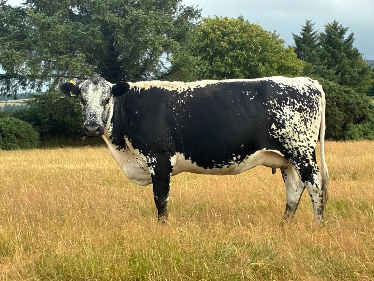 Speckle park incalf cow - Image 1