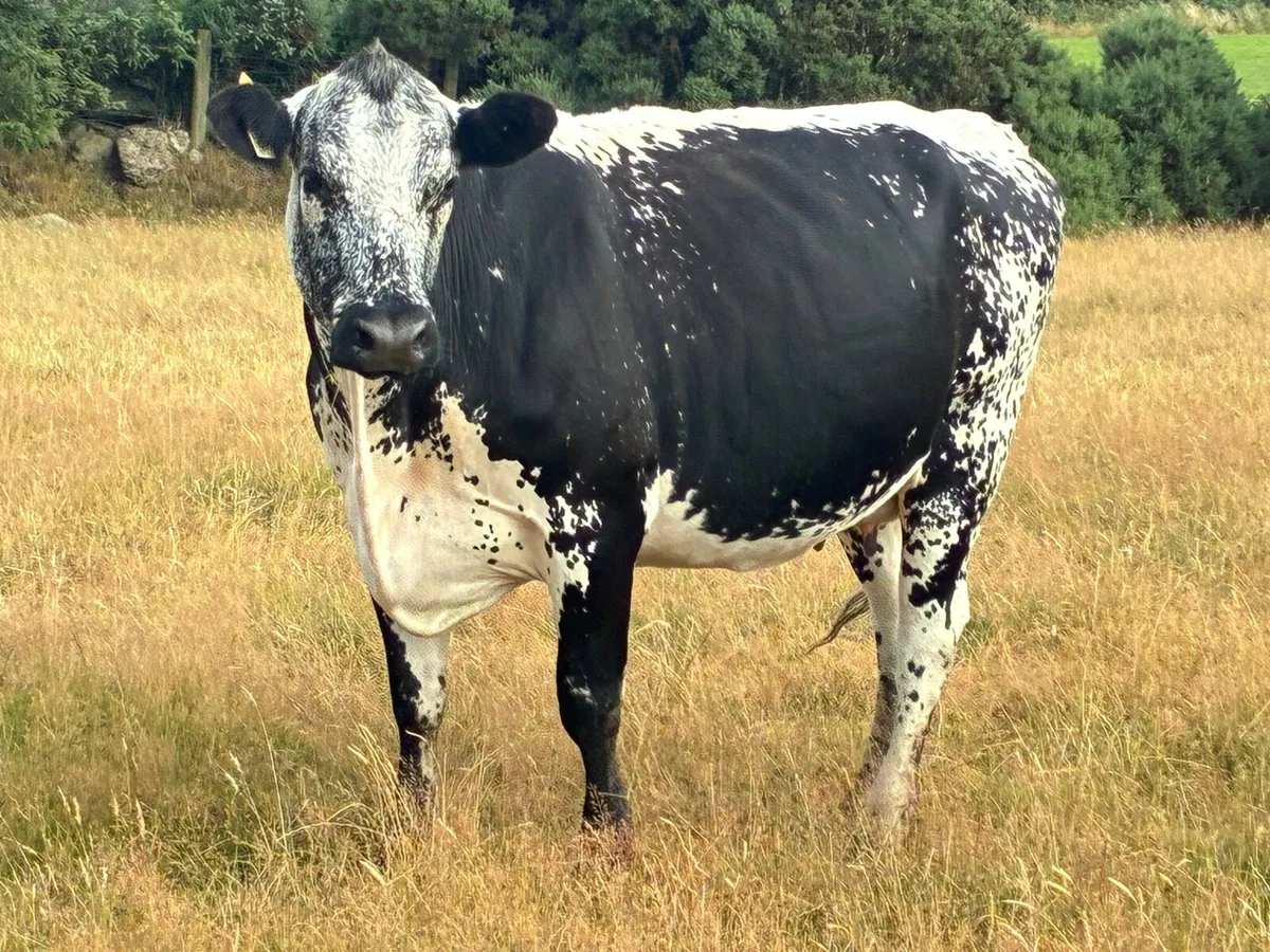 Speckle park incalf cow - Image 2