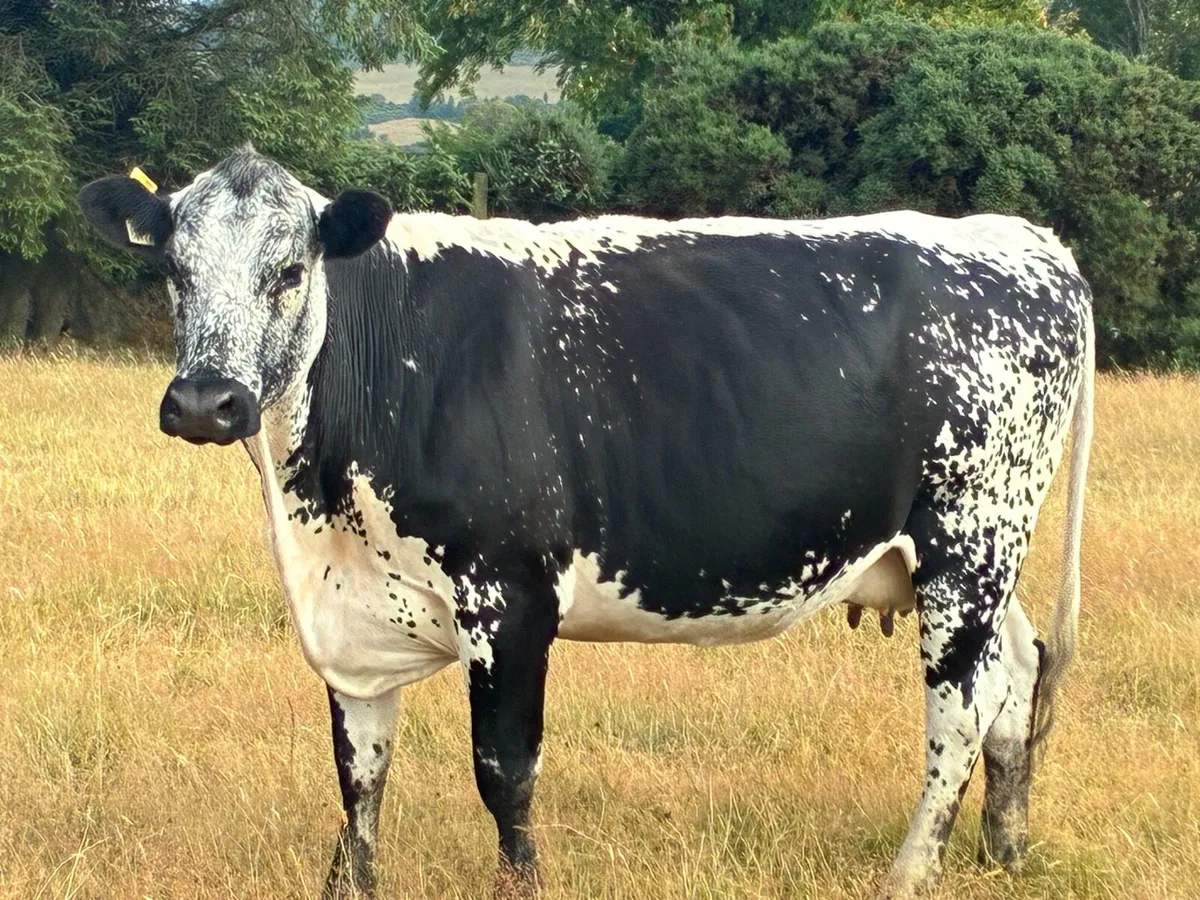 Speckle park incalf cow - Image 3