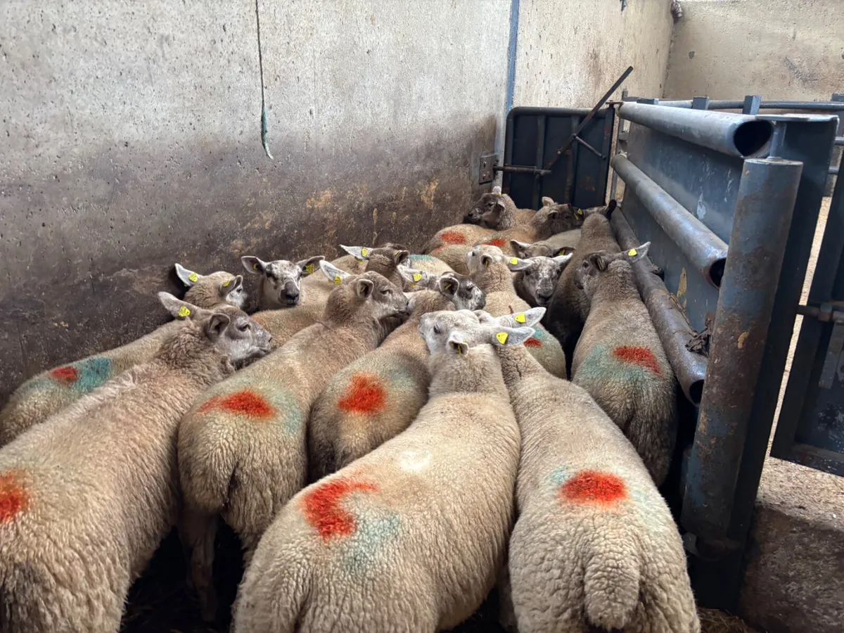 18 speckled ewe lambs - Image 4