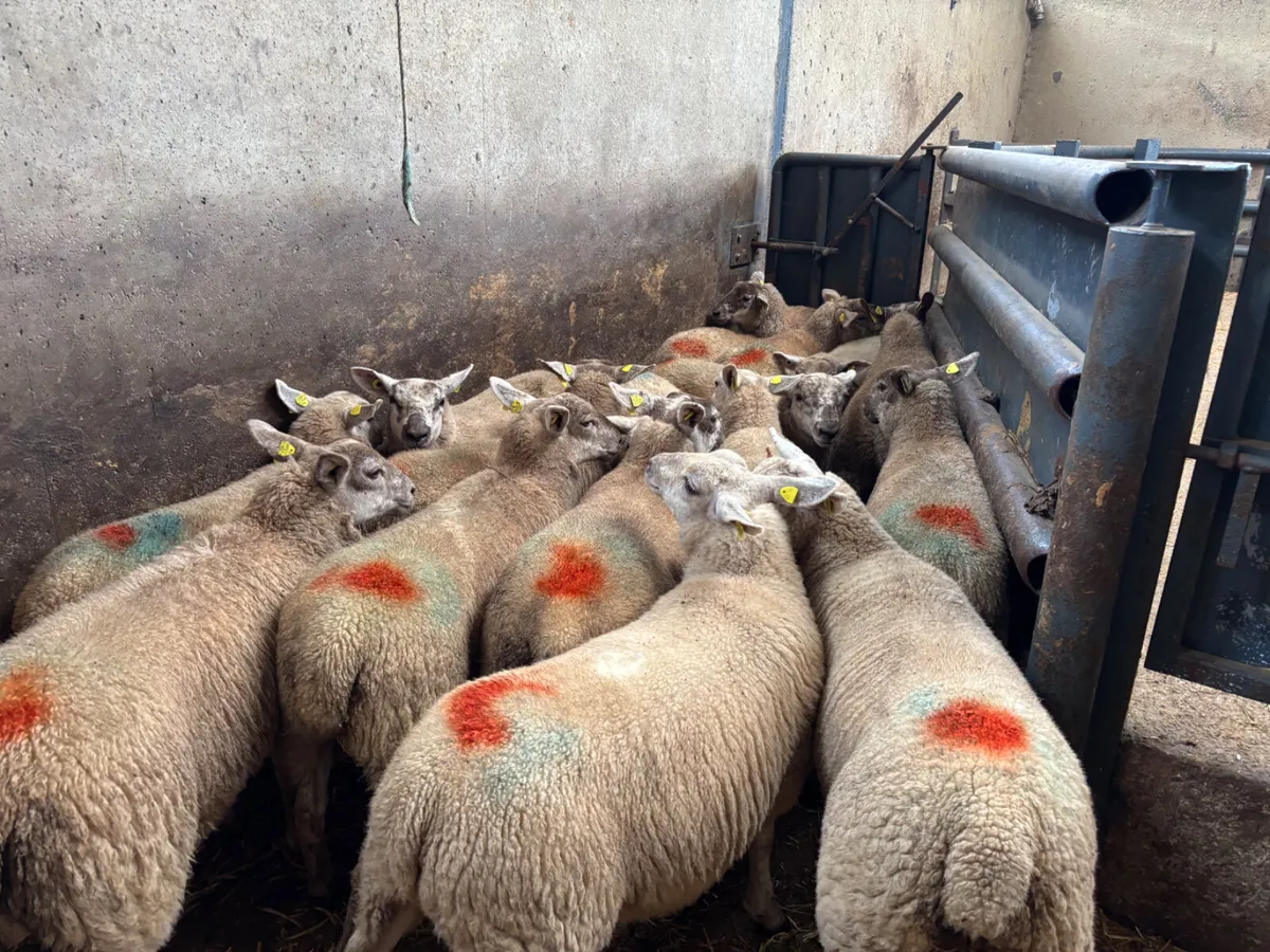 18 speckled ewe lambs - Image 3