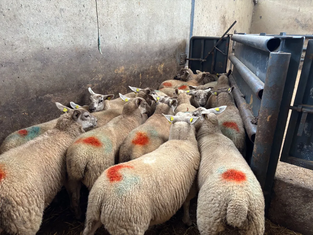 18 speckled ewe lambs - Image 1