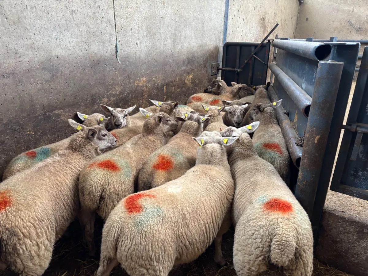 18 speckled ewe lambs - Image 2