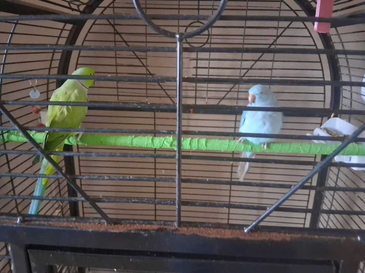 blue ringneck and green - Image 4