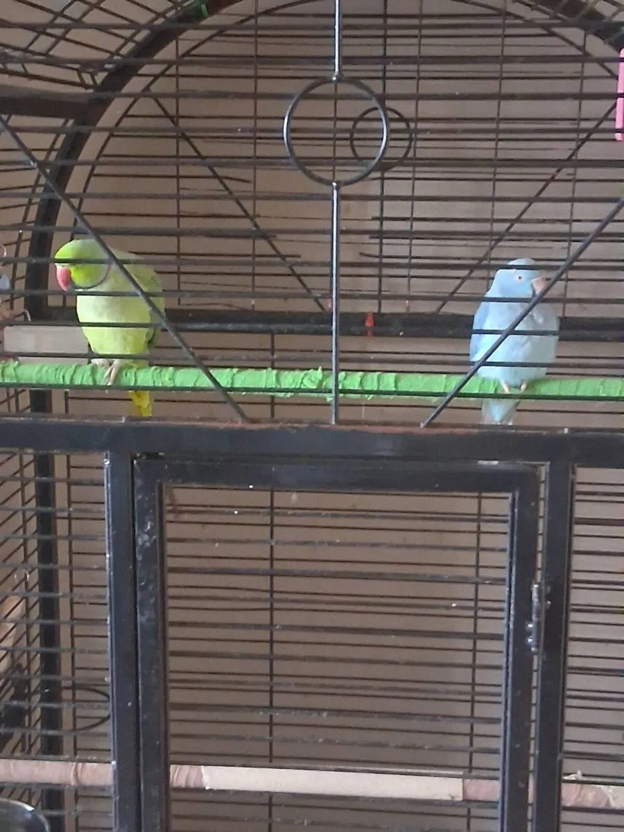 blue ringneck and green - Image 1