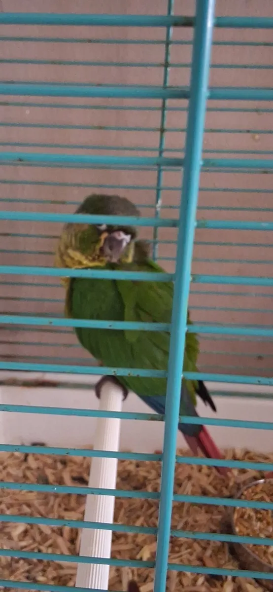 blue ringneck and green - Image 3