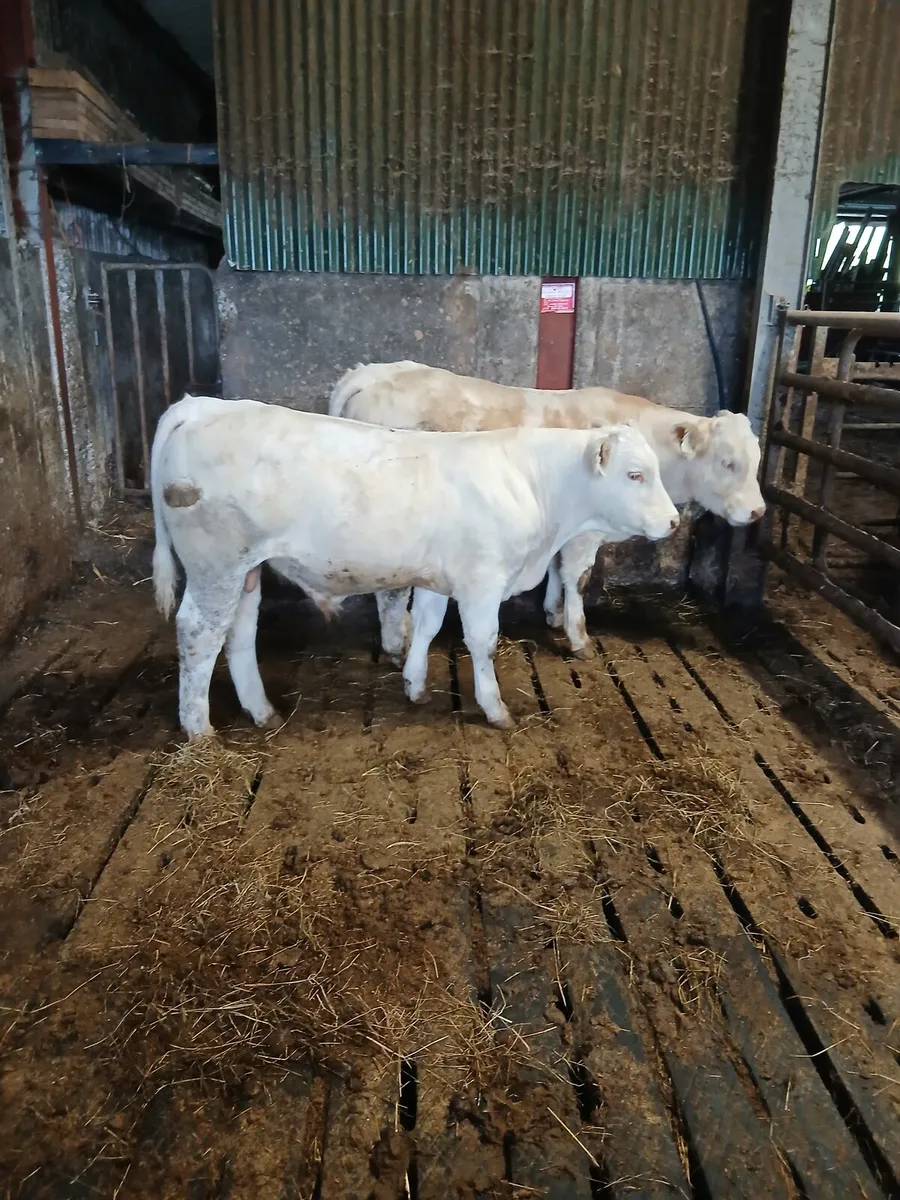 Bulls - Image 2