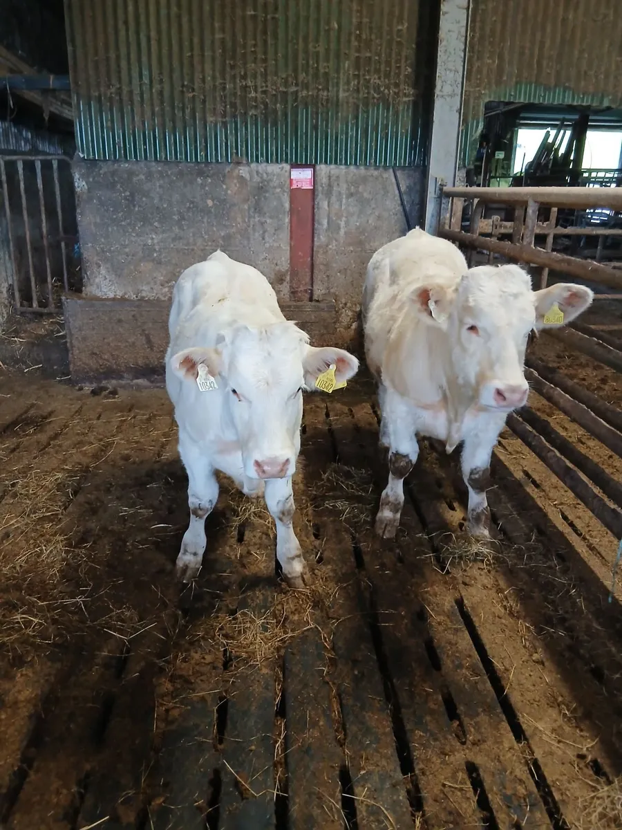 Bulls - Image 3
