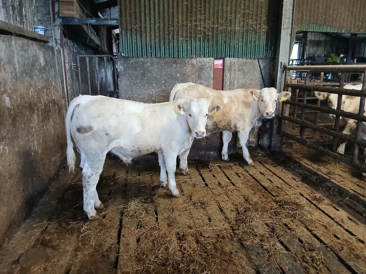 Bulls - Image 1