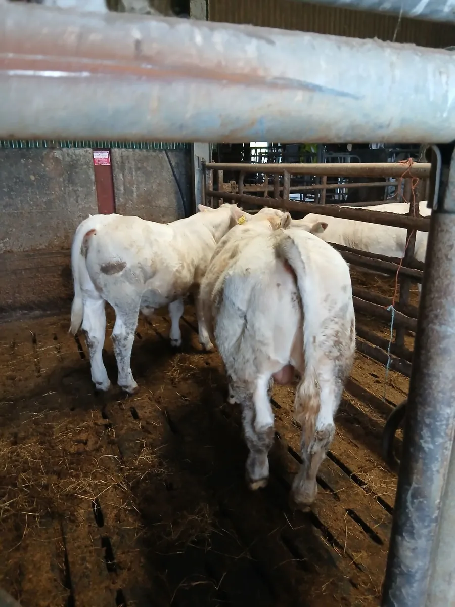 Bulls - Image 4