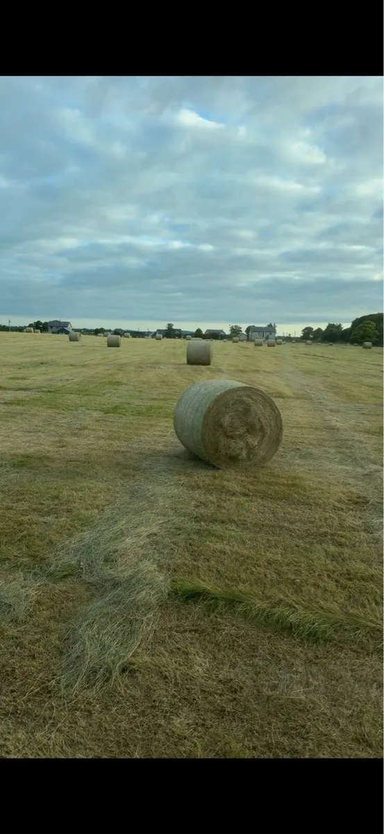 Round bales of hay - Image 1