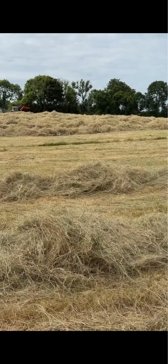 Round bales of hay - Image 3