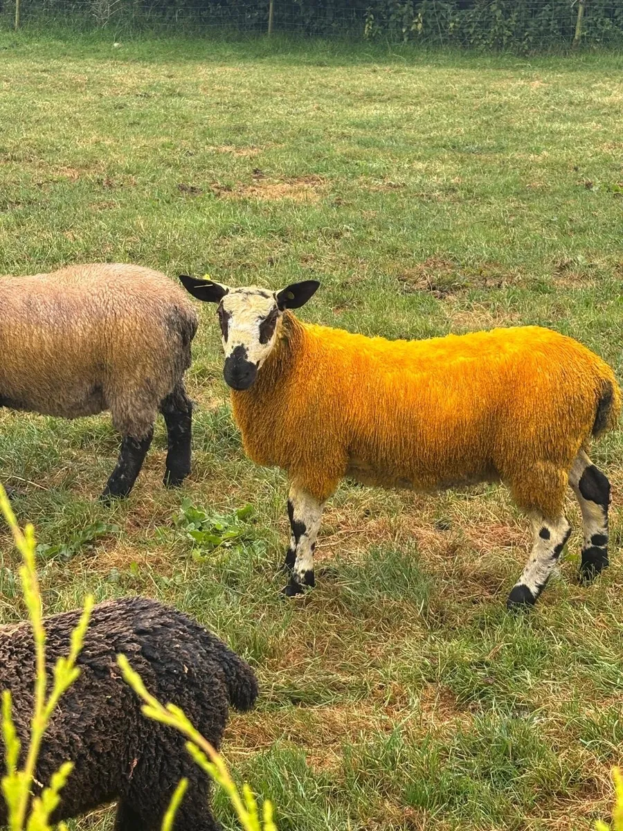 Beulah x Blue faced Leicester ram lamb - Image 1
