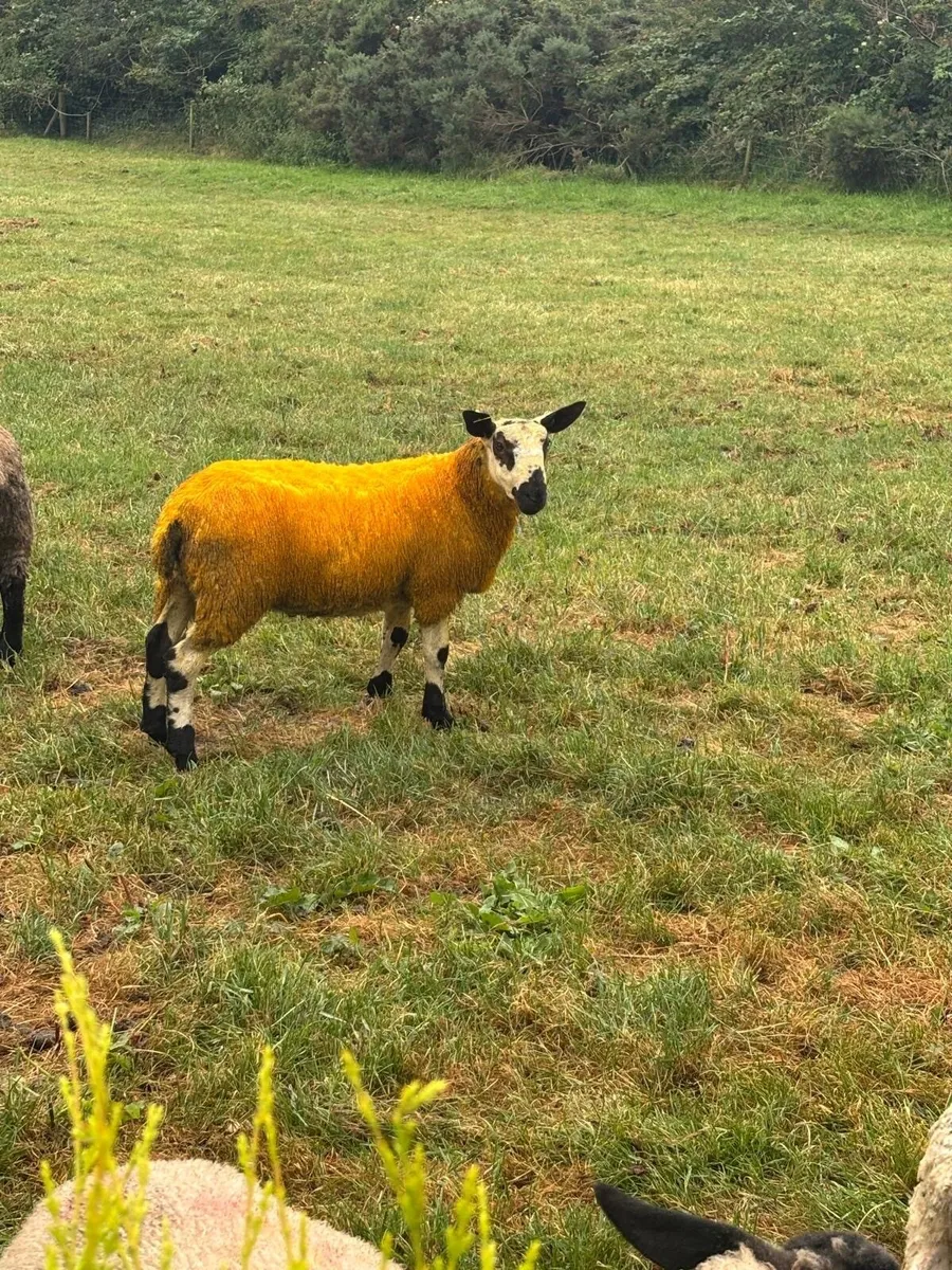 Beulah x Blue faced Leicester ram lamb - Image 2