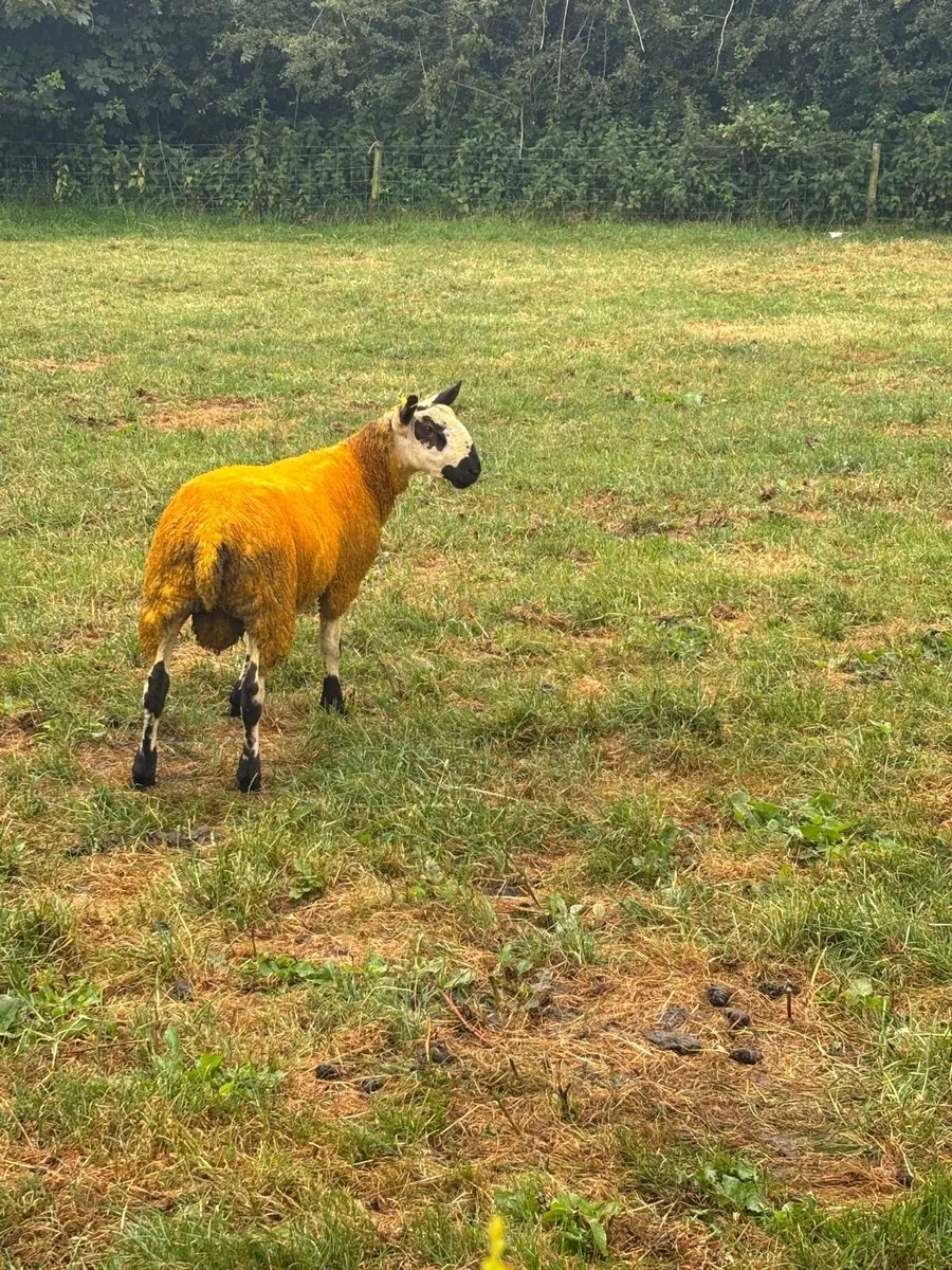Beulah x Blue faced Leicester ram lamb - Image 3