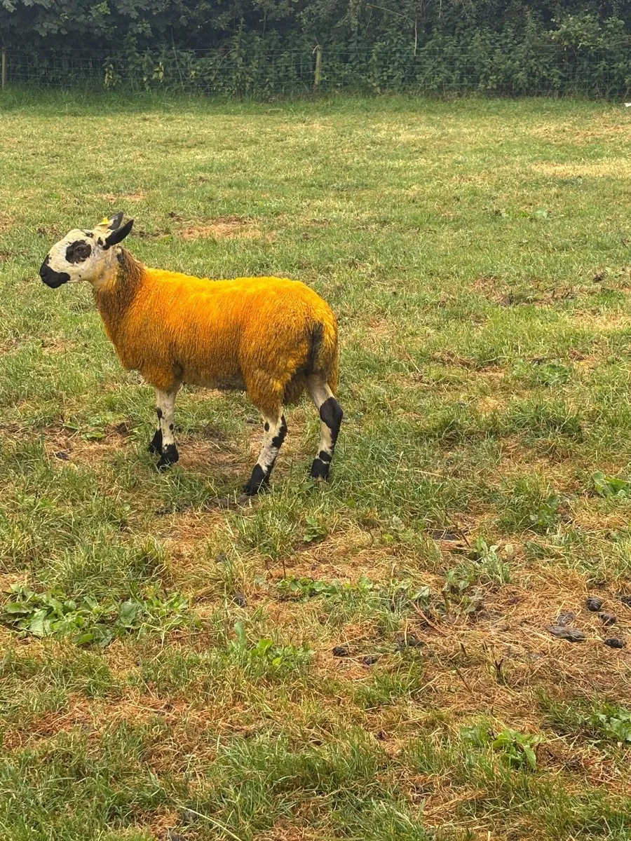 Beulah x Blue faced Leicester ram lamb - Image 4