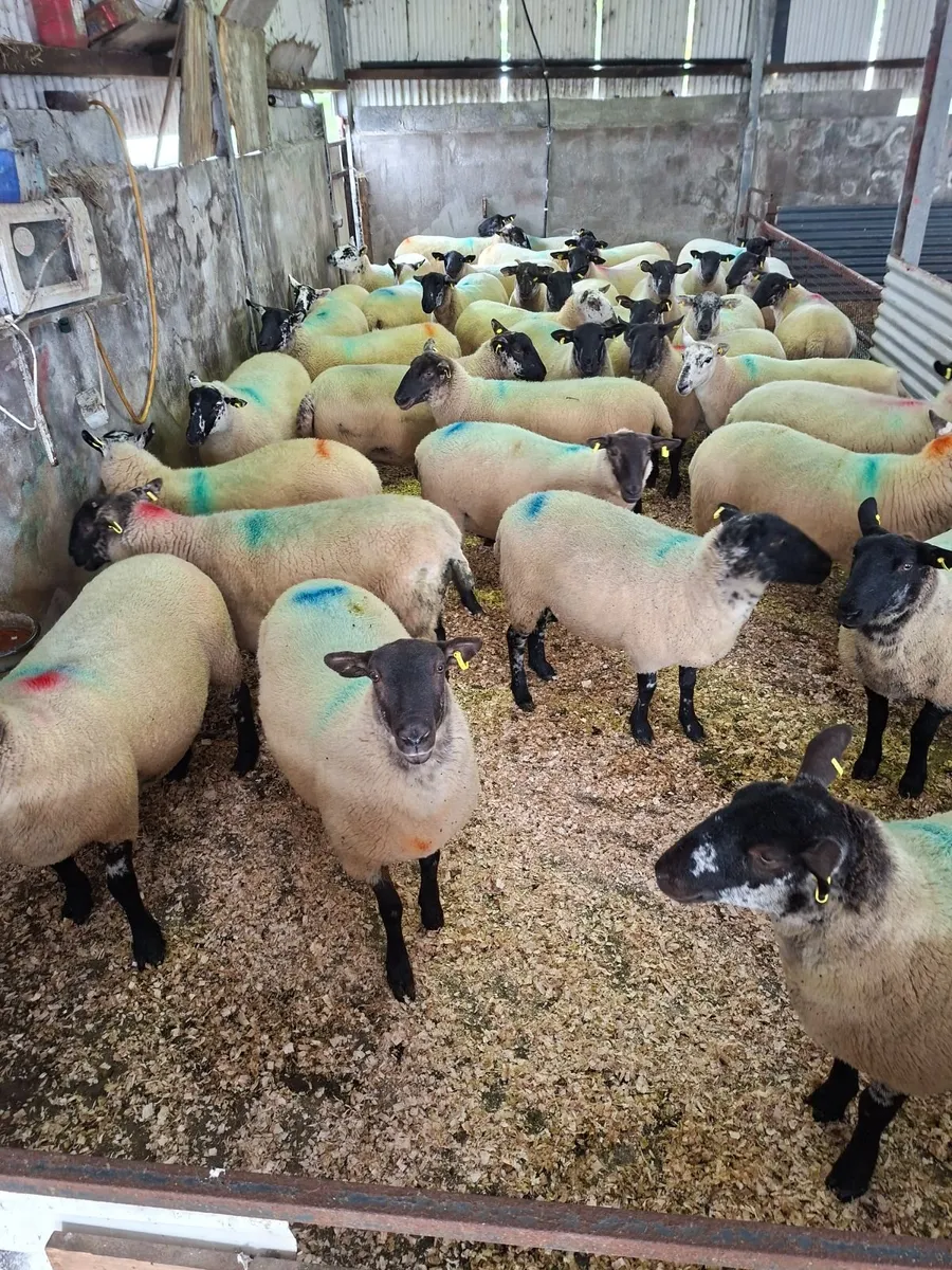 Hogget Ewes - Image 3