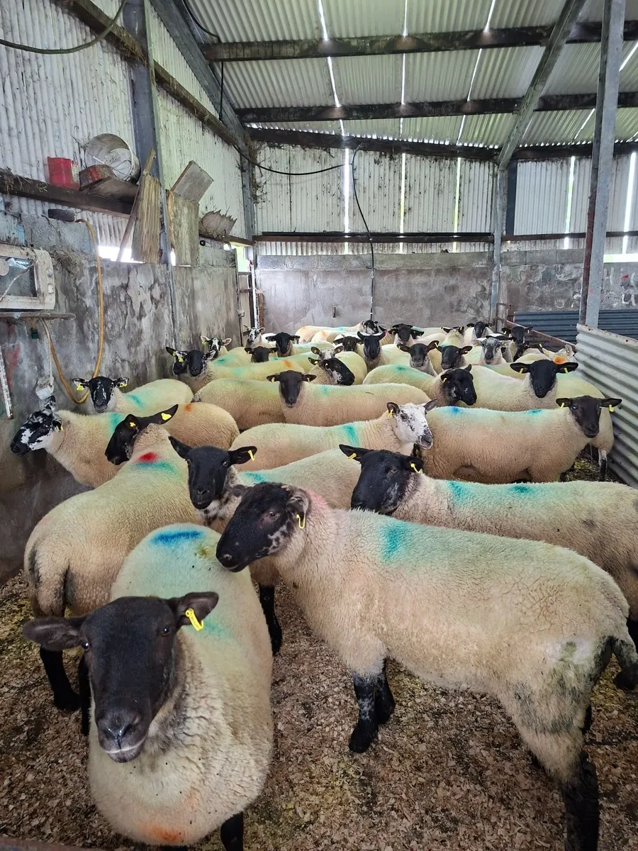 Hogget Ewes - Image 2