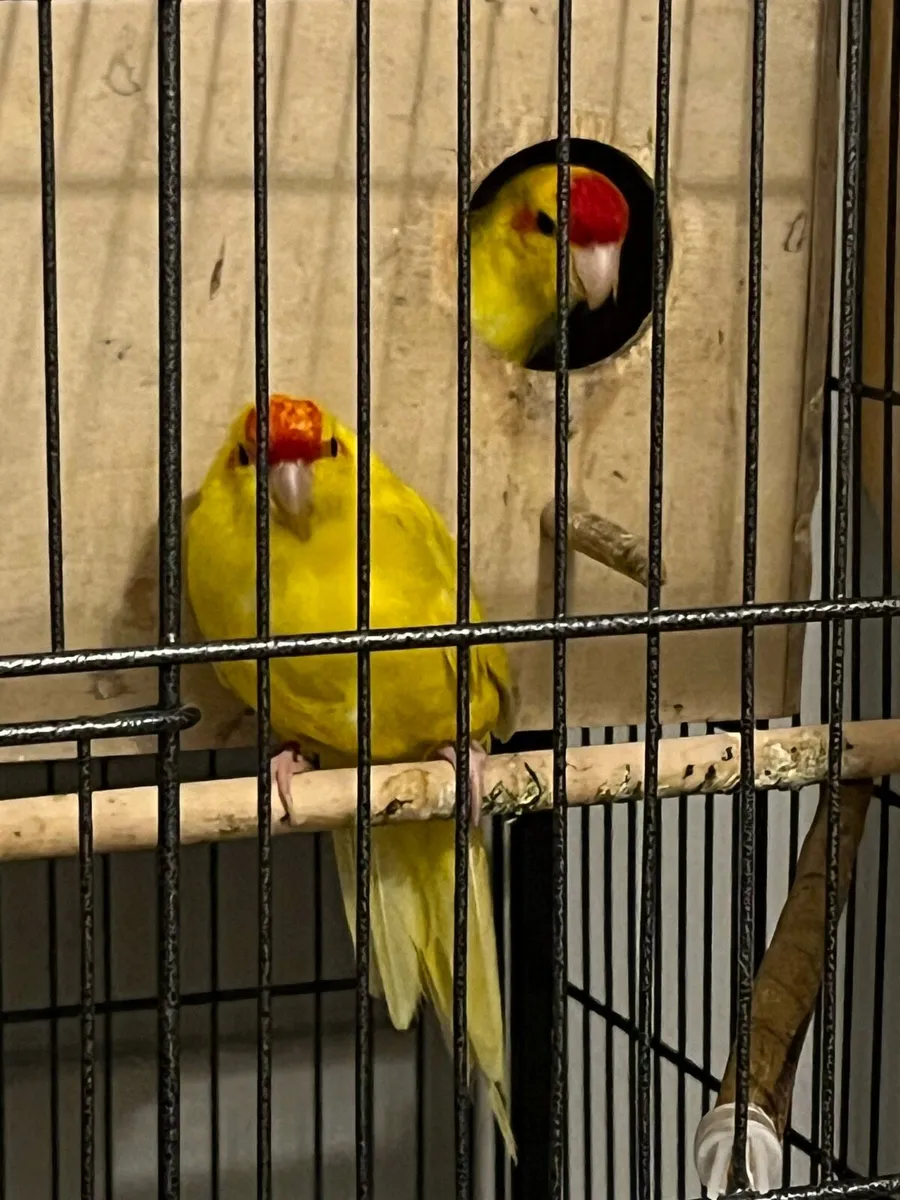 Kakariki - Lutino - Image 1