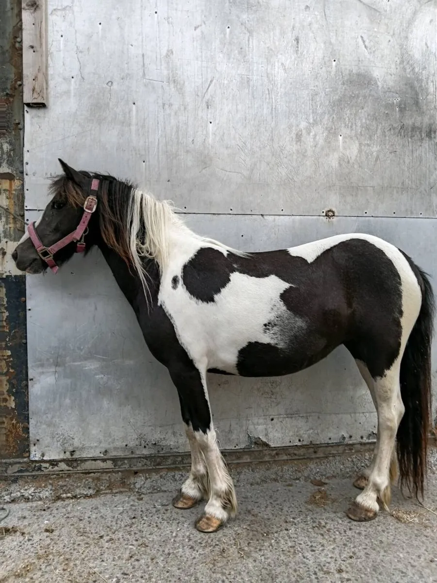 Mini cob - Image 1