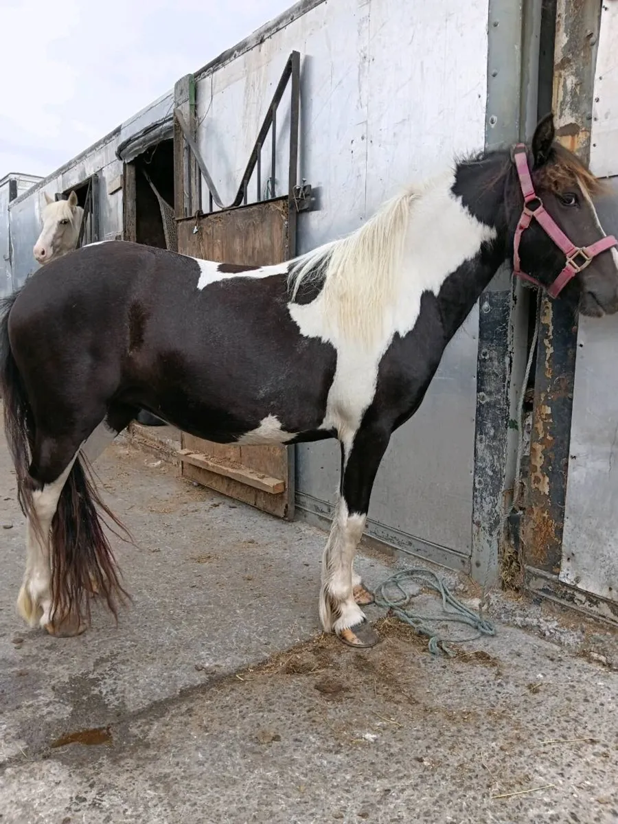 Mini cob - Image 3