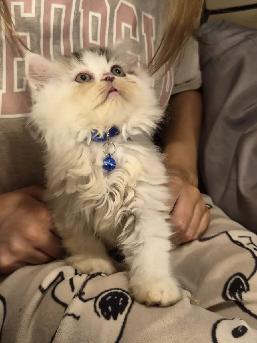 Kittens - Image 4