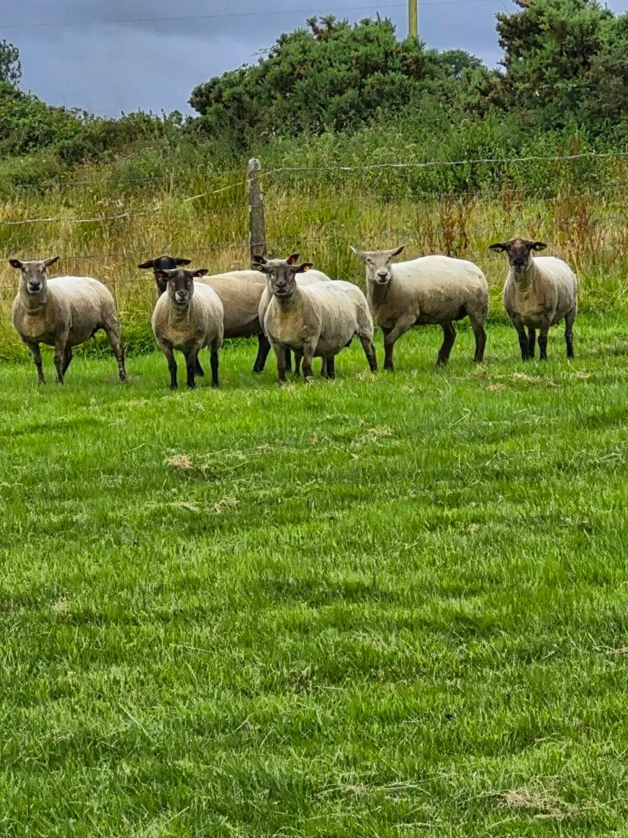 Stag Ewes - Image 1