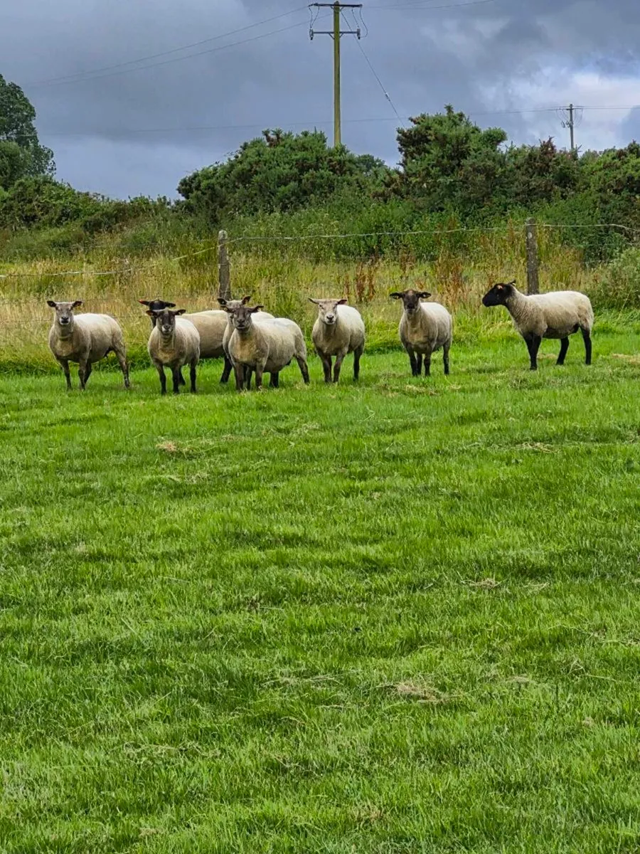 Stag Ewes - Image 2