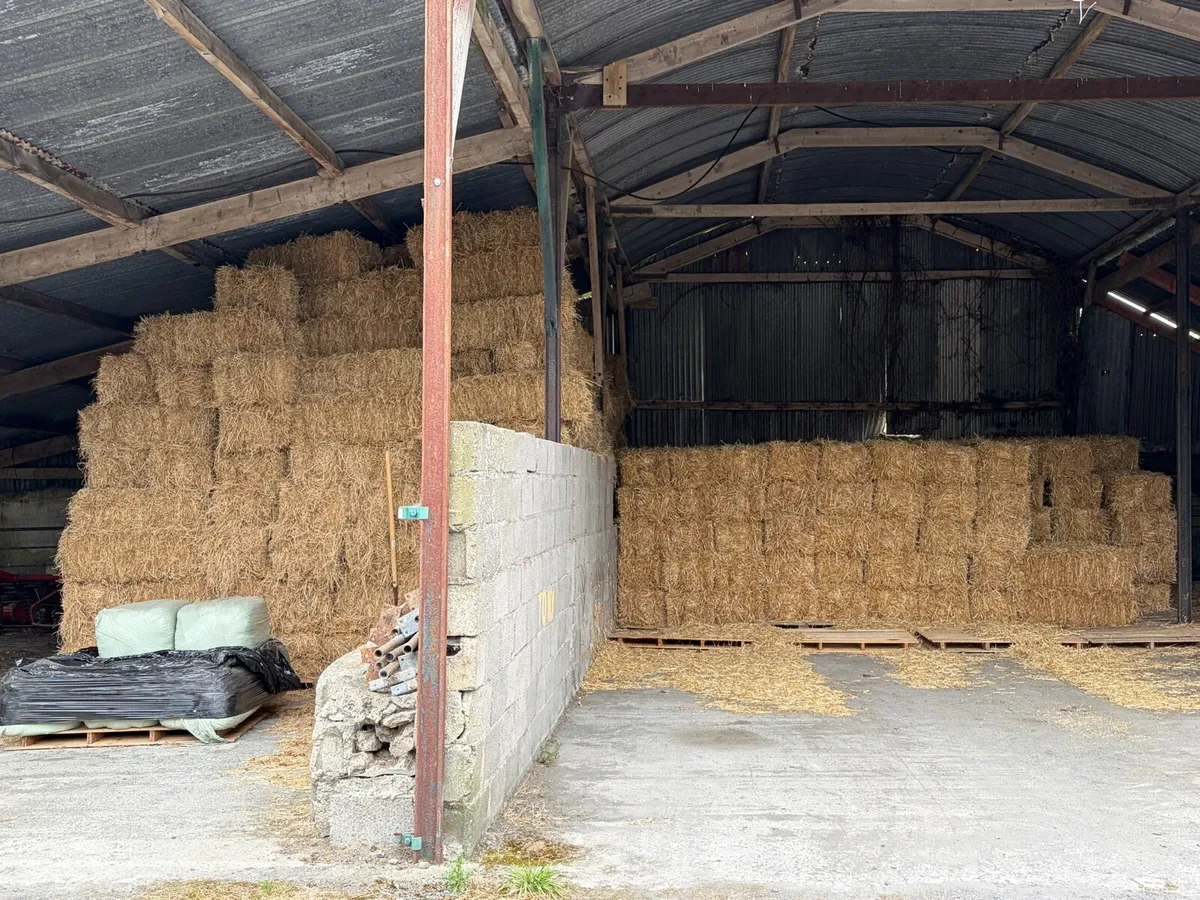 SMALL SQUARE BALES OF GOLDEN STRAW - Image 4