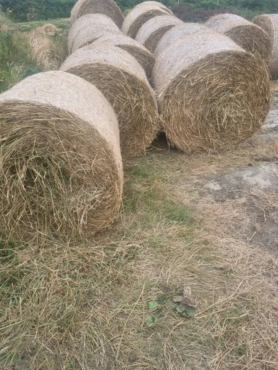 Bedding for  sale - Image 4