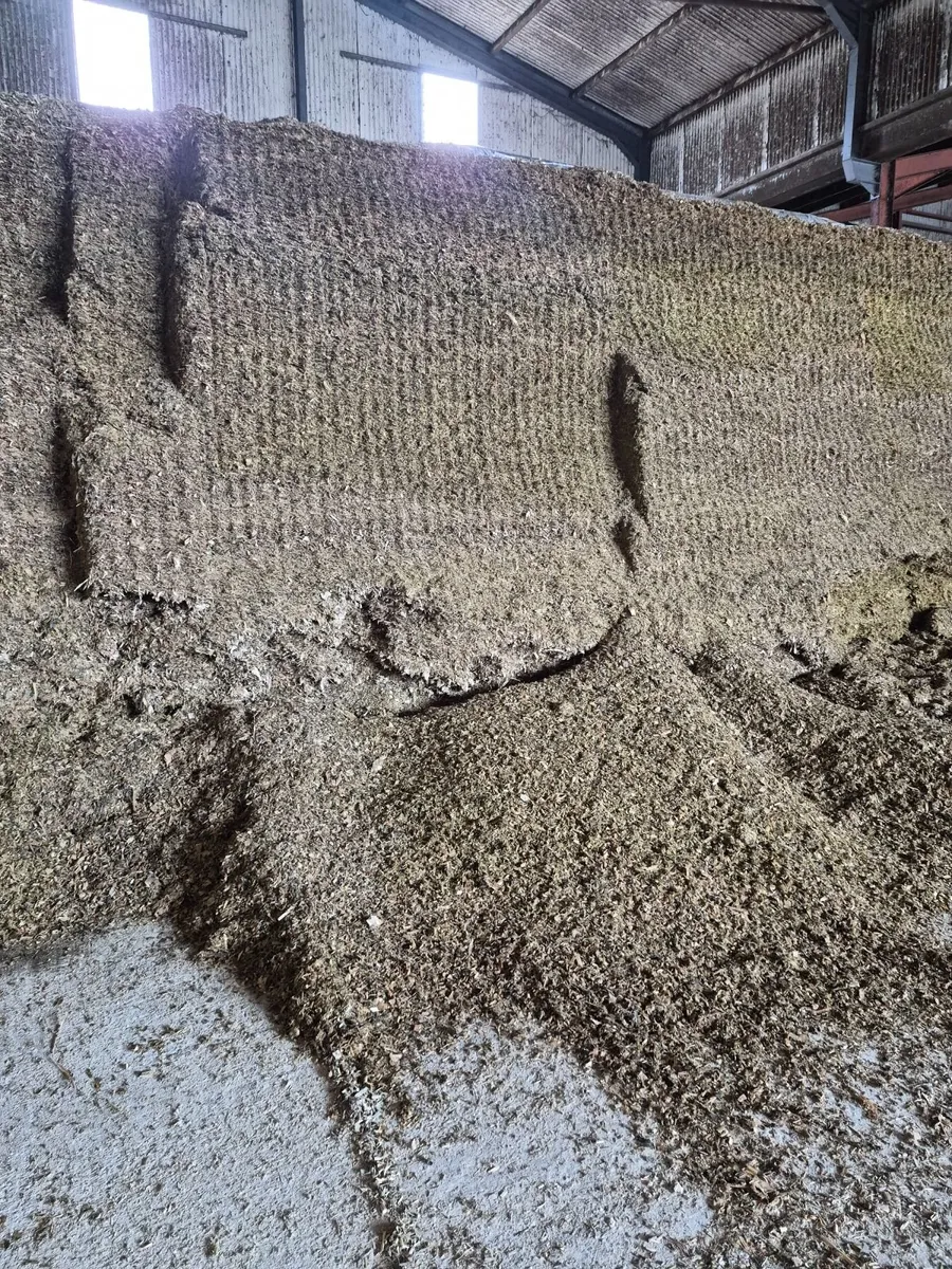 maize silage - Image 2